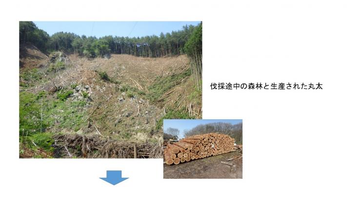 伐採途中の森林と生産された丸太