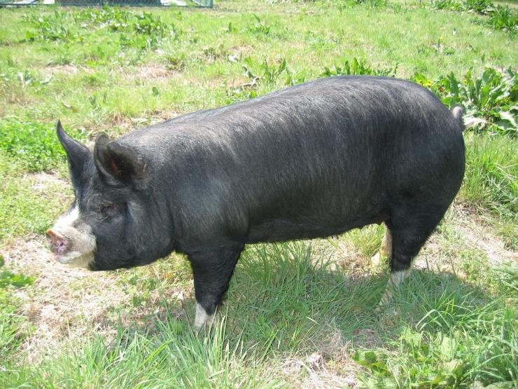 英国産黒豚