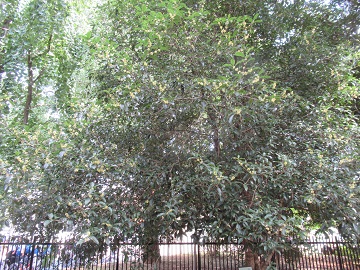 モクセイの木