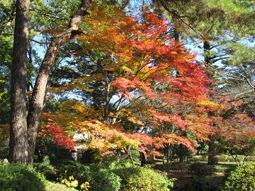 日本庭園のモミジの木