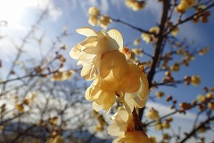 ロウバイのうすい黄色の花