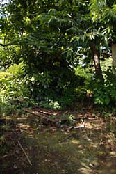 むろのある栗の木の根元の写真