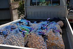 トラックに積まれた種芋の袋