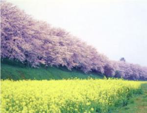 権現堂堤の桜と菜の花の写真