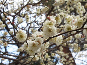 白梅の花