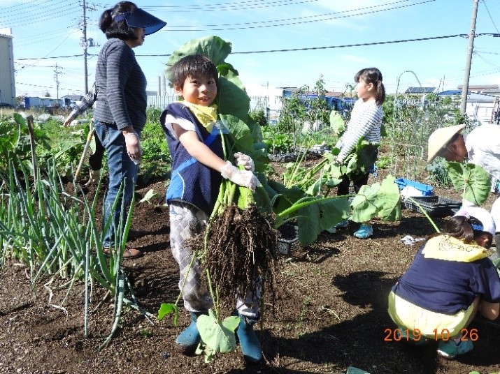 里芋収穫の写真