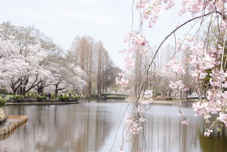 丸山公園桜と池