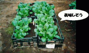 写真5堆肥を入れた方が、小松菜ポット栽培の生育が良い