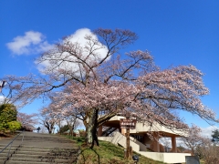 ソメイヨシノ標準木は3分咲きです