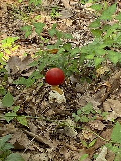 落ち葉の中に生えている真っ赤なキノコ