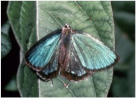 県の蝶「ミドリシジミ」