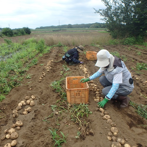援農ボランティア（ジャガイモの収穫）