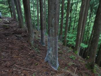 樹木に樹皮ガードを設置した状況の写真