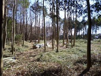 森林に侵入した竹を伐採した森林の写真