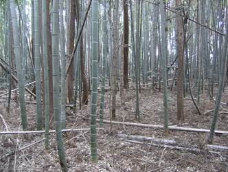 竹が侵入してしまった森林の写真