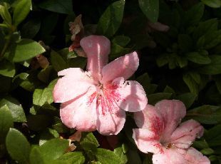 初光の花の写真2