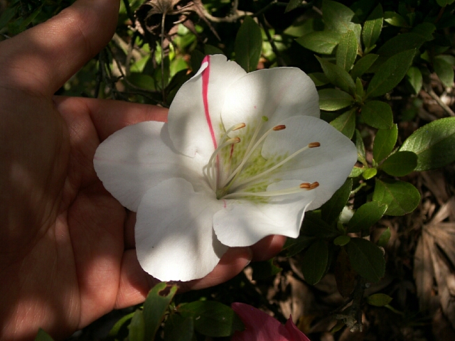 白地の花