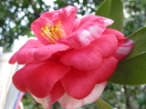 ツバキ「アルカワ」の花