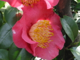 ツバキ「デワタイリン」の花