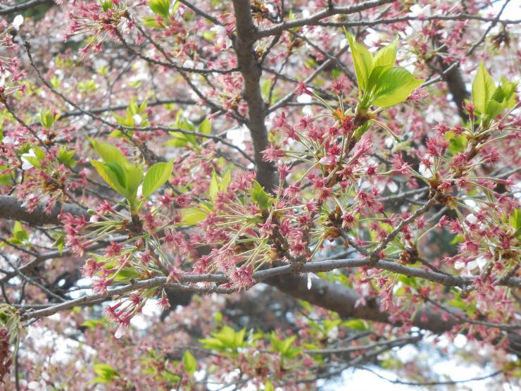 27年4月9日の桜