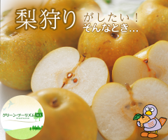 グリーン・ツーリズム埼玉（梨）8月
