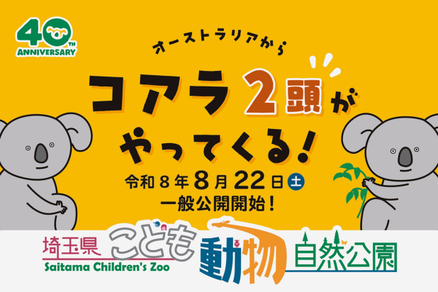 オーストラリアからコアラ2頭がやってくる、令和8年8月22日（土曜日）一般公開開始、40周年アニバーサリー