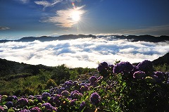 朝焼けと雲海とアジサイ