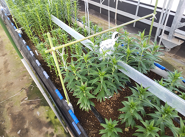 施設園芸先端技術（ユリ）