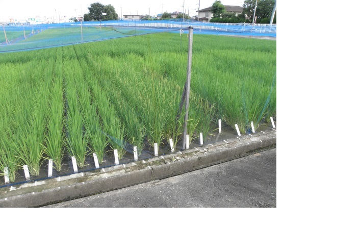 水稲系統栽培