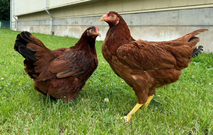 卵肉兼用ブランド鶏