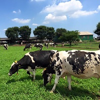 加藤牧場 牛のいる風景