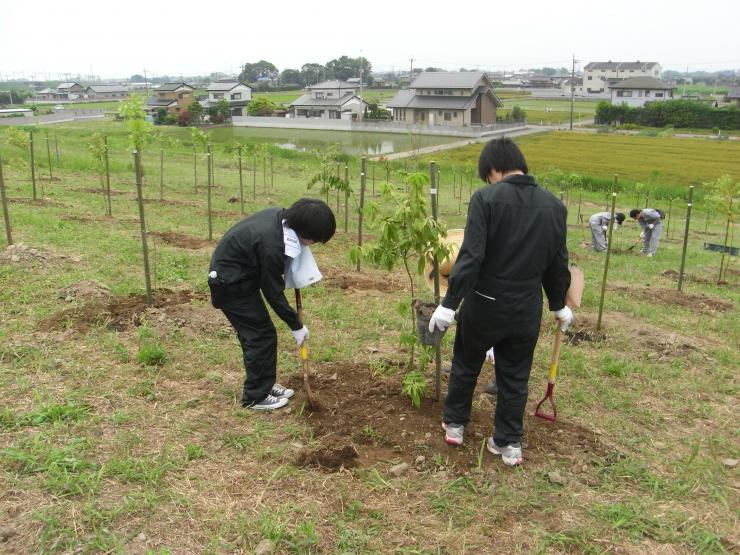 苗木植え付けの様子