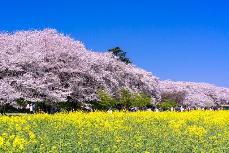 権現堂の桜の写真