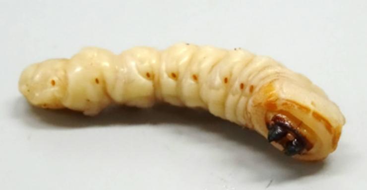クビアカツヤカミキリの幼虫の写真