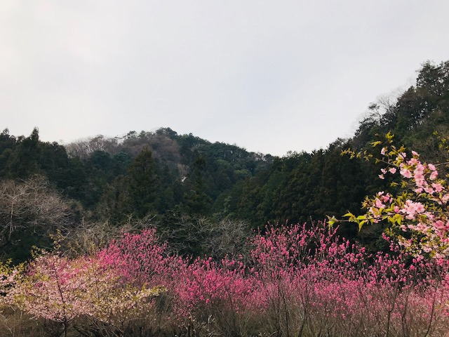 長瀞玉淀自然公園の写真