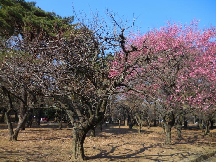 29年2月17日の白梅1