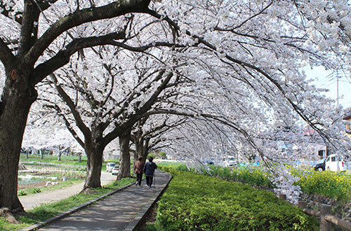 見沼田んぼの桜