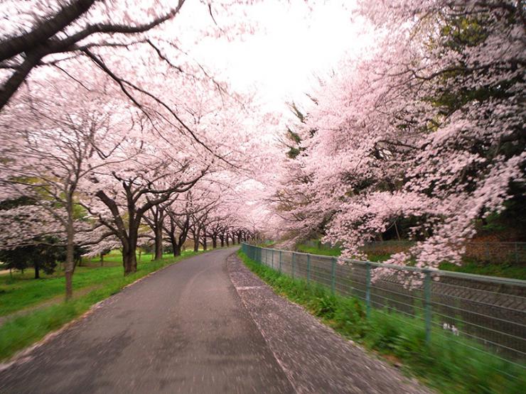 さぎ山記念公園桜