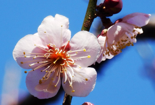 埼玉県花と緑の振興センター01