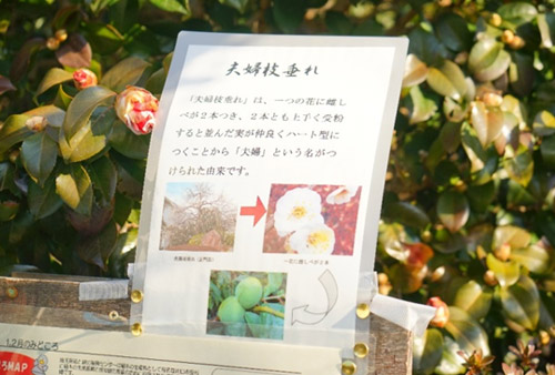 埼玉県花と緑の振興センター