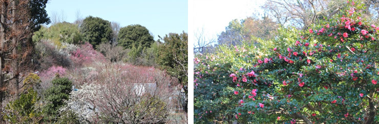 埼玉県花と緑の振興センター植物1