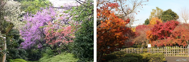 埼玉県花と緑の振興センター植物2