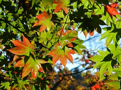 もみじの色づいた葉