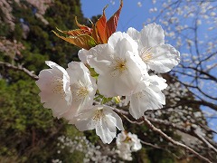 タイハク