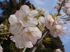 ゴショミクルマガエシの花