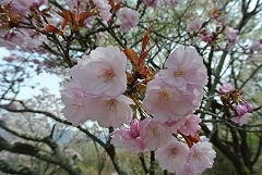 やわらかい色合いのゴテンニオイの花