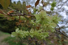 緑色のギョイコウの花