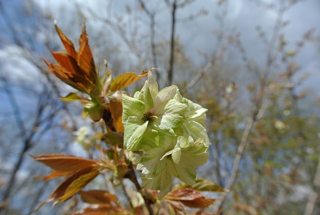 ギョイコウ開花