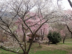 花の森開花