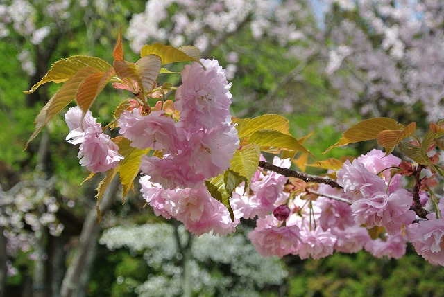淡い紅紫色のイモセの花